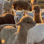 Alpakagruppe bei Kaltenbrunn