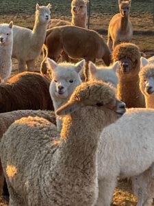 Alpakagruppe bei Kaltenbrunn