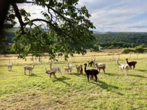 Alpakas bei Kaltenbrunn
